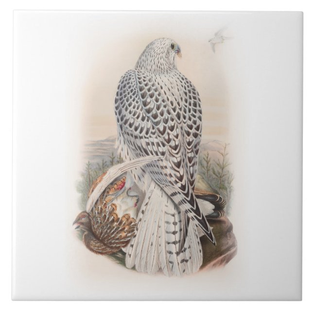 Young Dark Greenland Falcon Birds of Great Britain Ceramic Tile (Front)