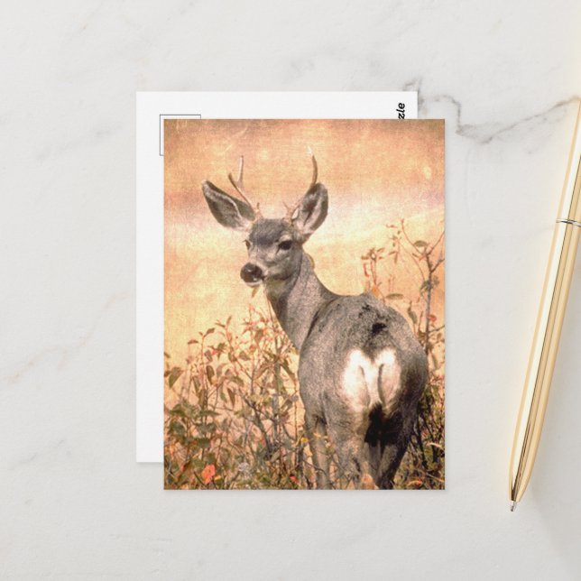 Young Deer in Wildflowers with Grungy Texture Art Postcard (Front/Back In Situ)
