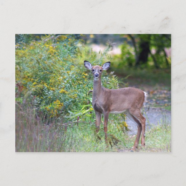 Young Deer Postcard (Front)