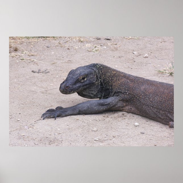 Young Dragon Poster (Front)