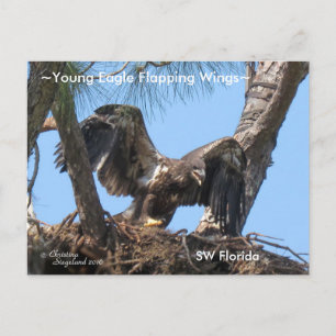 Young Eagle flapping wings Spiegeland Postcard