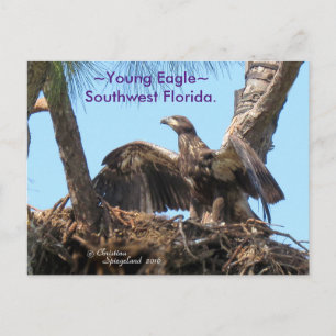 Young Eagle open wings Florida Spiegeland Postcard