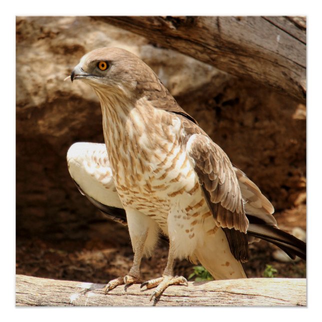 Young Eagle Perfect Poster (Front)