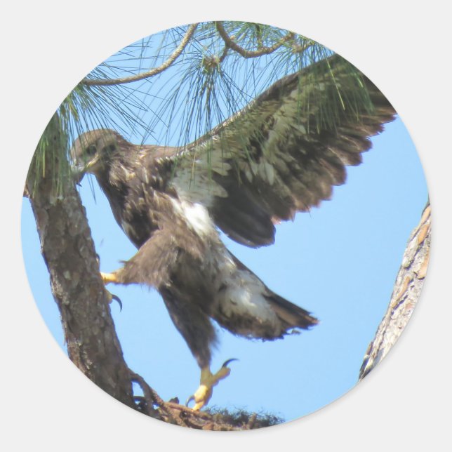 Young Eagle yoga stretch Stickers (Front)