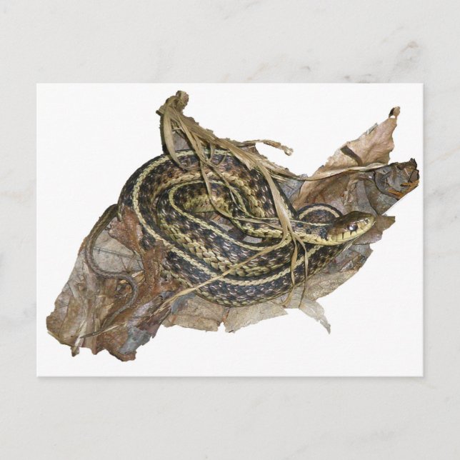 Young Eastern Garter Snake Coordinating Items Postcard (Front)