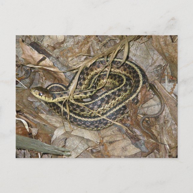 Young Eastern Garter Snake Coordinating Items Postcard (Front)