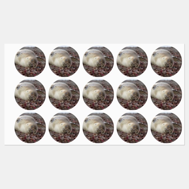 Young elephant seal (Sheet)