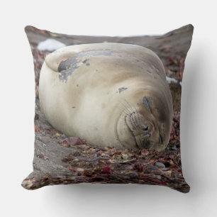 Young elephant seal cushion