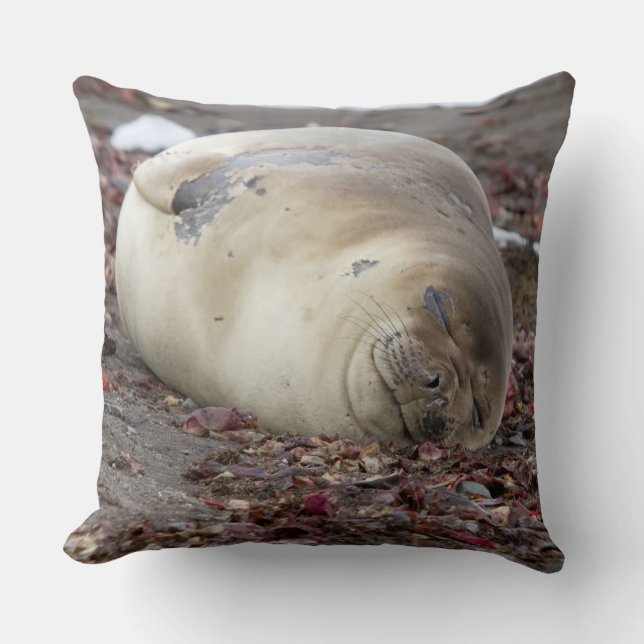 Young elephant seal cushion (Front)