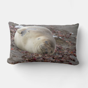 Young elephant seal lumbar cushion