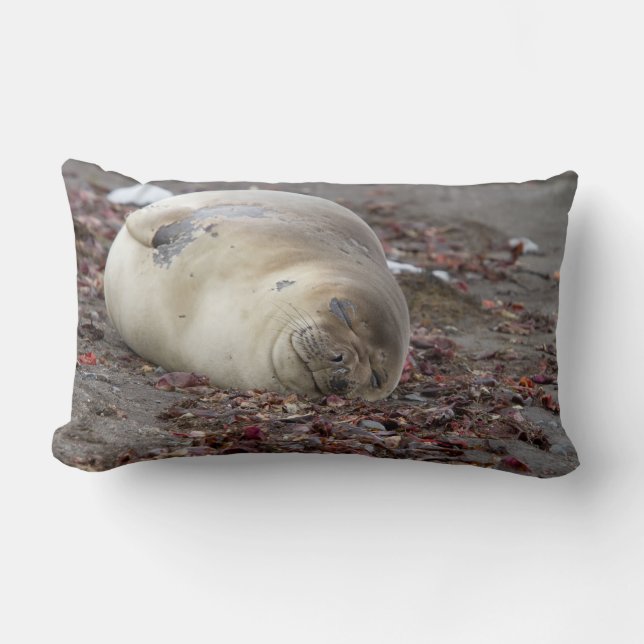 Young elephant seal lumbar cushion (Front)