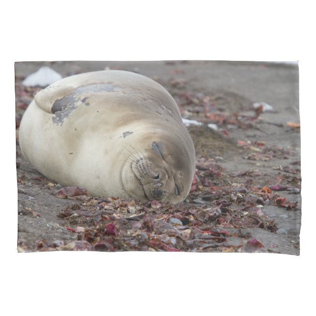 Young elephant seal pillowcase (Front)