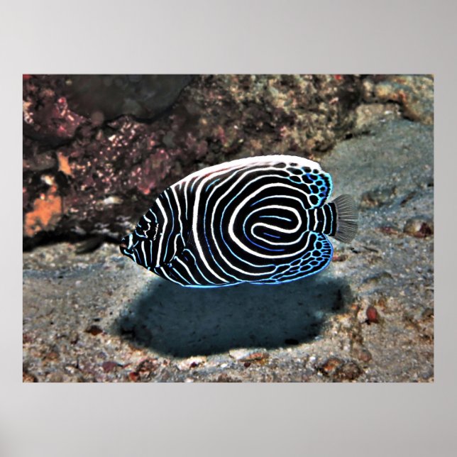 Young Emperor Poster (Front)