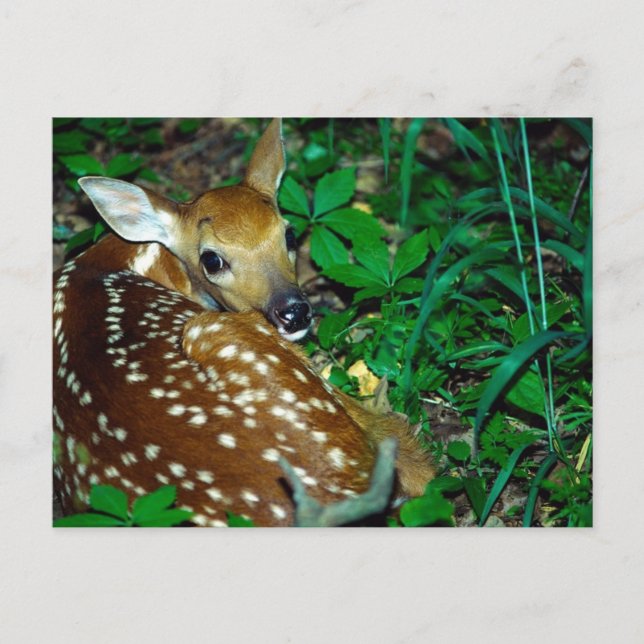 Young Fawn Postcard (Front)