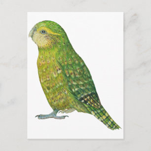 Young Female Kakapo Postcard