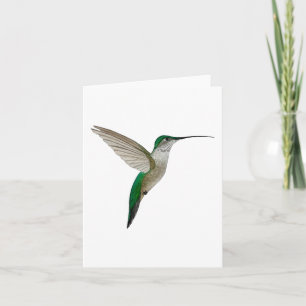 Young female Ruby-throated Hummingbird Card