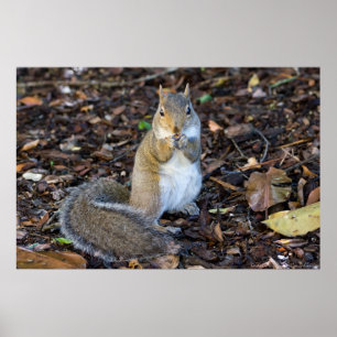 Young Female Squirrel having Breakfast Poster