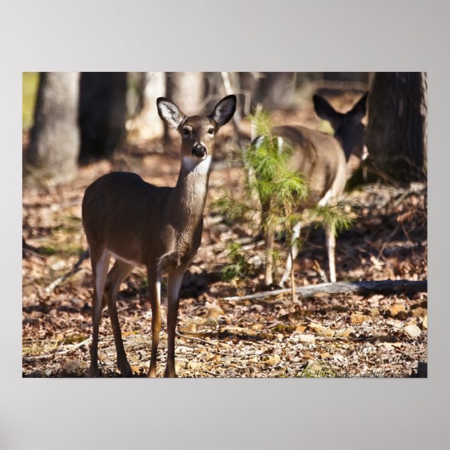 Young Female Whitetail Deer Doe Poster (Front)