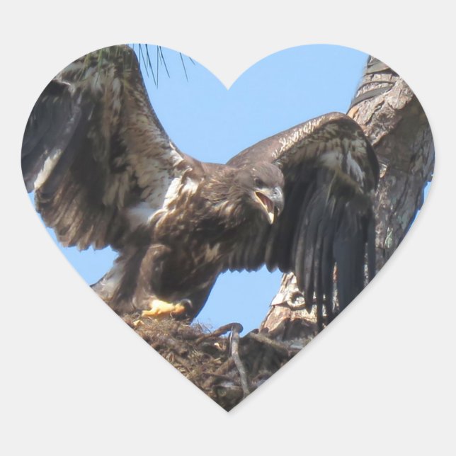 Young Florida Bald Eagle Stickers (Front)