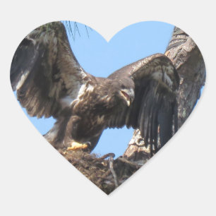 Young Florida Bald Eagle Stickers