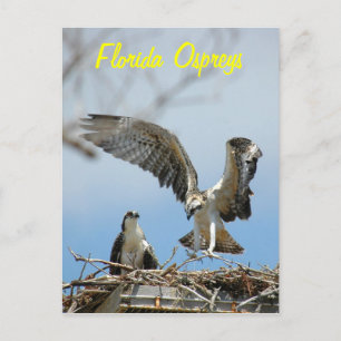 Young Florida Ospreys Postcard