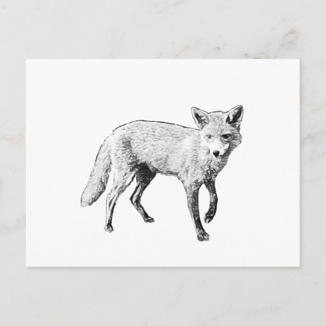 Young Fox Sketch Postcard (Front)