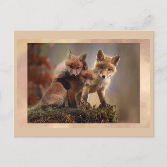 Young Fox Trio Posing Postcrossing Postcard (Front)