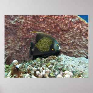 Young French Angelfish Poster