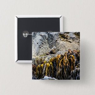 Young Fur Seal On The Rock 15 Cm Square Badge