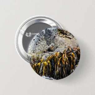 Young Fur Seal On The Rock 6 Cm Round Badge