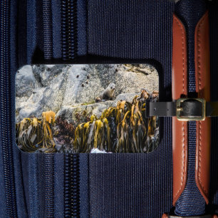 Young Fur Seal On The Rock Luggage Tag