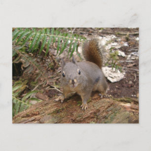 Young Fuzzy on Log Postcard