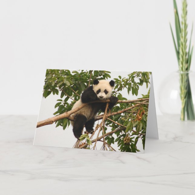 Young giant panda. card (Front)