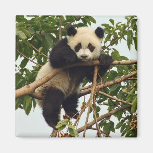 Young giant panda magnet