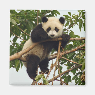 Young giant panda magnet