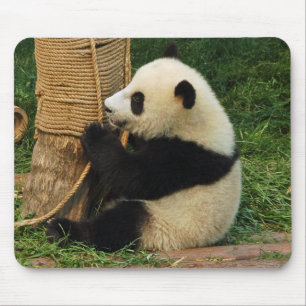 Young giant panda. mouse pad