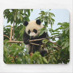 Young giant panda mousepad