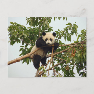Young giant panda postcard