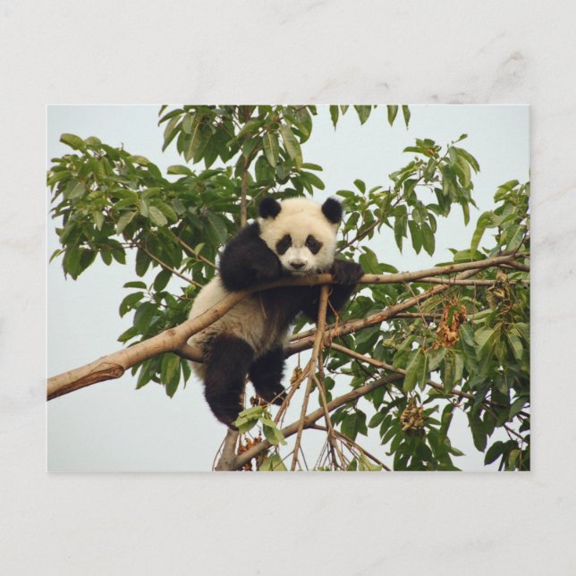Young giant panda postcard (Front)