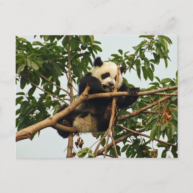Young giant panda postcard (Front)