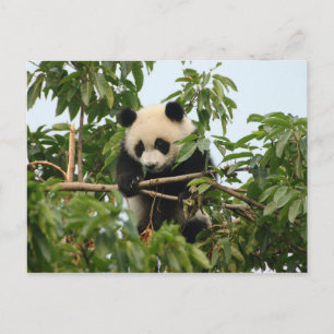 Young giant panda - postcard