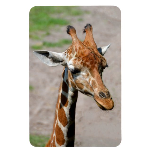 Young Giraffe Magnet (Vertical)