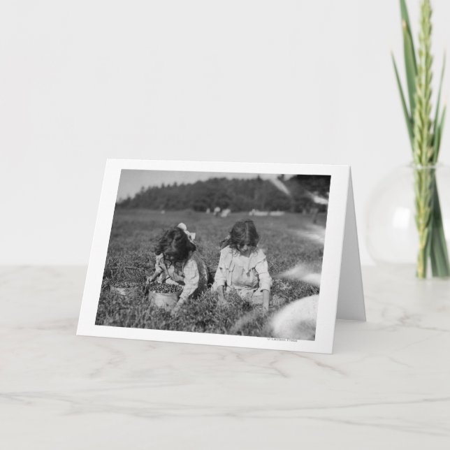 Young Girls Picking Cranberries Photograph Card (Front)