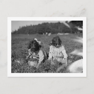 Young Girls Picking Cranberries Photograph Postcard