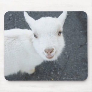 Young goat mouse pad