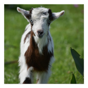 Young Goat photograph Poster