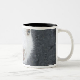 Young goat Two-Tone coffee mug