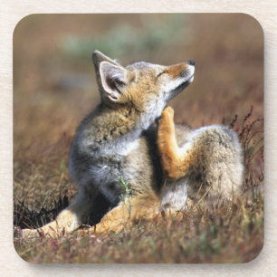 Young Gray Fox at Torres Del Paine National Park Coaster