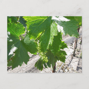 Young Green Grapes on the Vine in Spring Postcard