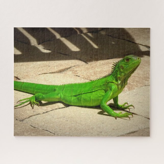 Young Green Iguana on Rock Path Jigsaw Puzzle (Horizontal)
